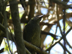 Meliphaga lewinii