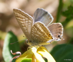 Lampides boeticus