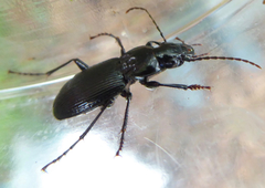Pterostichus cristatus