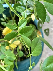 Cladius pectinicornis