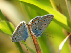 Polyommatus icarus