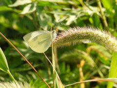 Pieris rapae