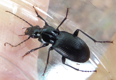 Pterostichus cristatus