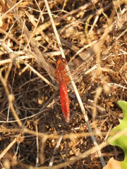 Crocothemis erythraea