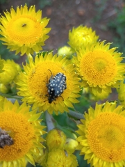 Oxythyrea marginalis