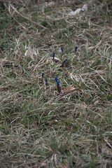 Gentiana verna