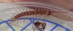 Lithobius variegatus