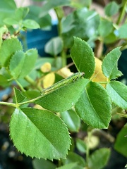 Cladius pectinicornis