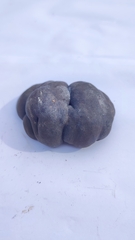 Daldinia concentrica