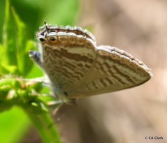 Lampides boeticus