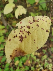 Pucciniastrum areolatum