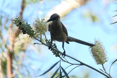 Philemon citreogularis