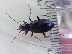 Nebria rufescens