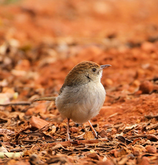 Cisticola fulvicapilla dexter