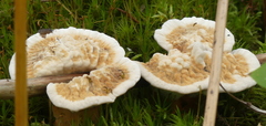 Hydnellum aurantiacum