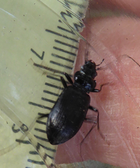 Nebria rufescens