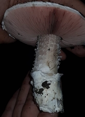 Agaricus gennadii