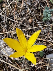 Sternbergia lutea