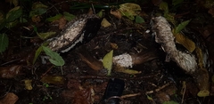 Agaricus gennadii