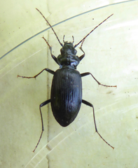 Nebria rufescens
