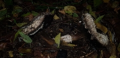 Agaricus gennadii