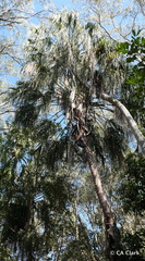 Livistona decora