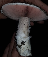 Agaricus gennadii