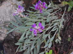 Oxytropis
