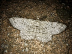 Hypomecis punctinalis conferenda