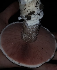 Agaricus gennadii