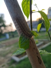 Creatonotos transiens