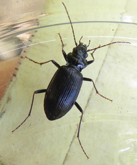 Nebria rufescens