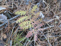 Artemisia tanacetifolia