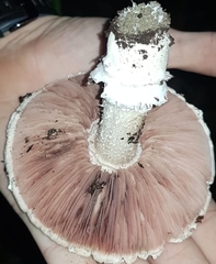 Agaricus gennadii