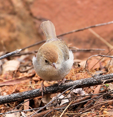 Cisticola fulvicapilla dexter