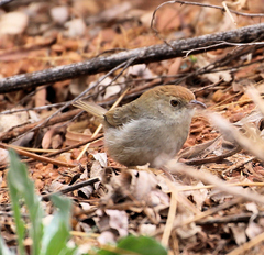 Cisticola fulvicapilla dexter