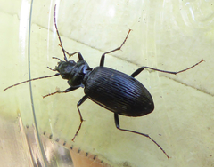 Nebria rufescens
