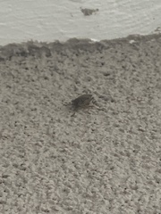 Rhaphigaster nebulosa