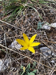 Sternbergia lutea