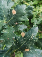 Tischeria ekebladella