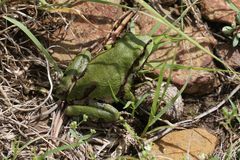 Hyla wrightorum