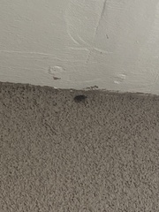 Rhaphigaster nebulosa