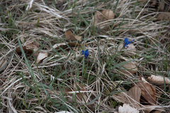 Gentiana verna