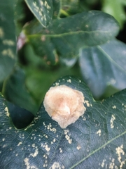 Tischeria ekebladella