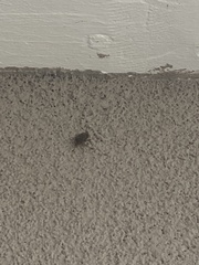 Rhaphigaster nebulosa