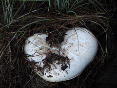Catathelasma ventricosum