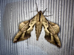Phyllosphingia dissimilis