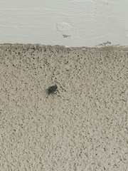 Rhaphigaster nebulosa