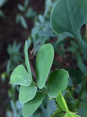Nematocera