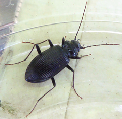 Nebria rufescens